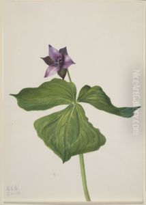 Trillium erectum