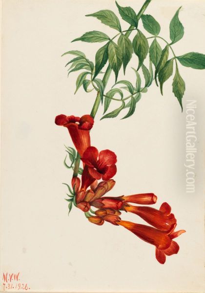 Trumpet Creeper (Bignonia radicans) - view 1