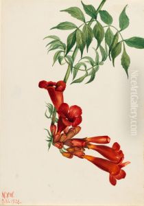 Trumpet Creeper (Bignonia radicans) Trumpet Creeper (Bignonia radicans)