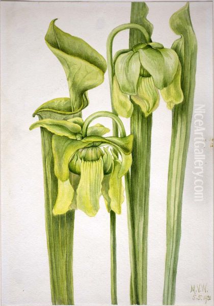 Trumpetleaf (Sarracenia flava) - view 1