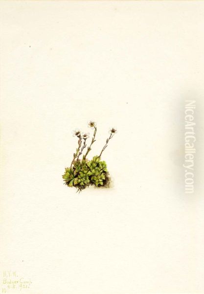 Tufted Saxifrage (Saxifraga caespitosa) - view 1