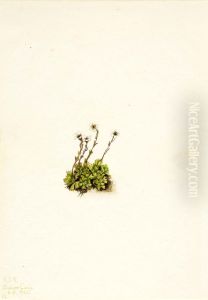 Tufted Saxifrage (Saxifraga caespitosa)