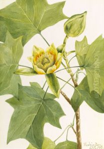 Tuliptree (Liriodendron tulipifera) by Mary Vaux Walcott