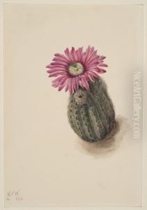 Turkeyhead Cactus (Echinocerus perbellus) Turkeyhead Cactus (Echinocerus perbellus)