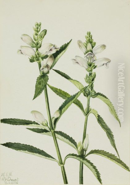 Turtlehead (Chelone glabra) - view 1