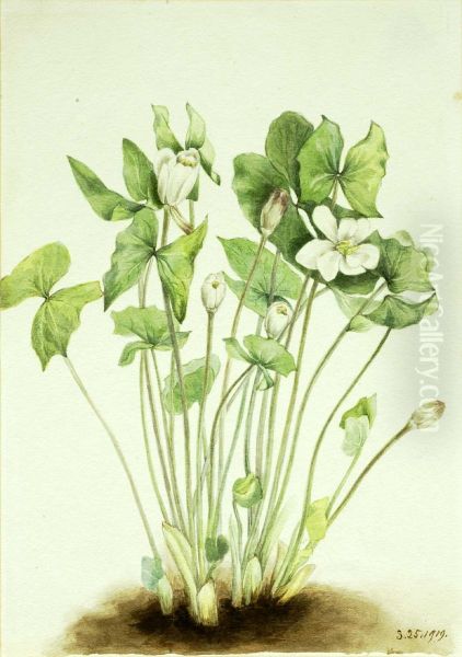 Twinleaf (Jeffersonia diphylla) - view 1