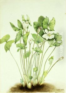 Twinleaf (Jeffersonia diphylla)
