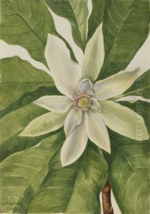 Umbrella Tree (Magnolia tripetala)