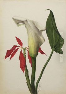 Untitled (Calla Lily)