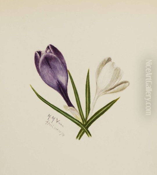 Untitled (Crocuses) - view 1