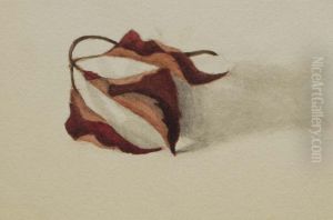Untitled (Curled Autumn Leaves) by Mary Vaux Walcott