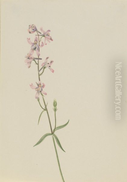 Untitled--Plant Study - view 1