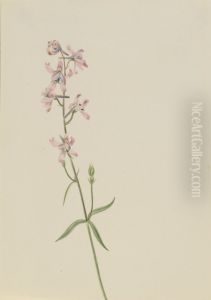 Untitled--Plant Study by Mary Vaux Walcott