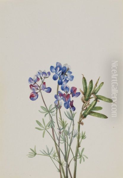 Untitled--Plant Study - view 1