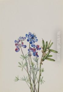 Untitled--Plant Study by Mary Vaux Walcott
