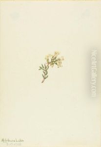Untitled--Flower Study