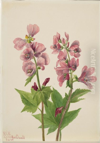 Untitled--Plant Study - view 1