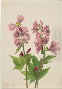 Untitled--Plant Study by Mary Vaux Walcott