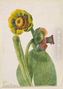 Untitled--Plant Study by Mary Vaux Walcott