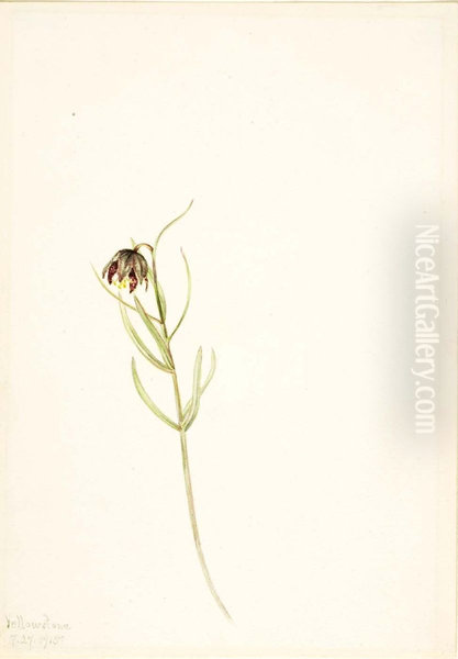 Untitled--Flower Study - view 1