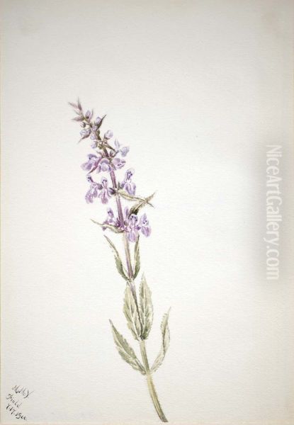 Untitled--Flower Study - view 1