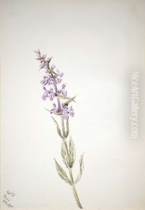 Untitled--Flower Study by Mary Vaux Walcott