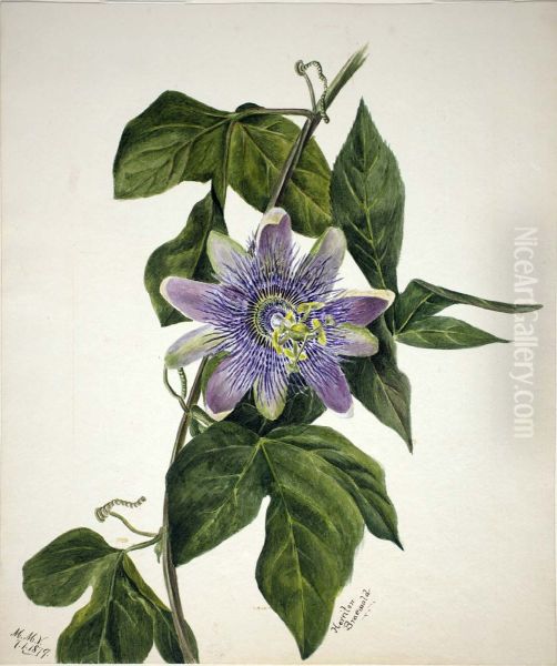 (Untitled--Flower Study) - view 1