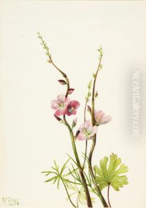 Untitled (Flower Study by Mary Vaux Walcott