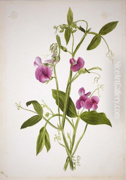 (Untitled--Flower Study) - view 1
