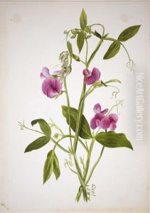 (Untitled--Flower Study) by Mary Vaux Walcott
