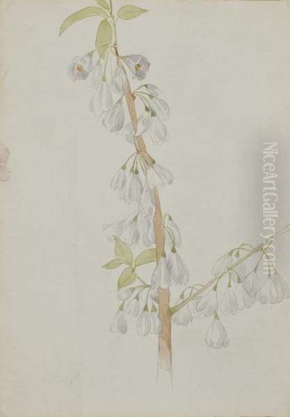 (Untitled--Flower Study) - view 1