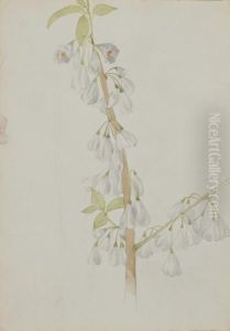 (Untitled--Flower Study) by Mary Vaux Walcott