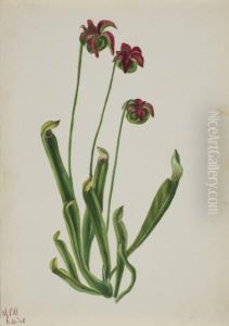 (Untitled--Flower Study) 1970.355.741_2 by Mary Vaux Walcott