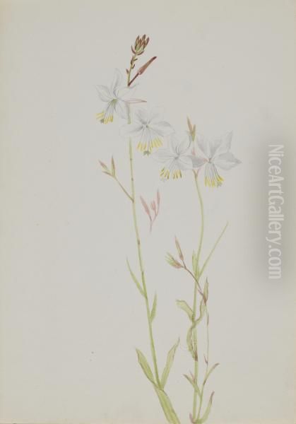 (Untitled--Flower Study) 1970.355.743_2 - view 1