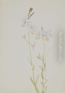 (Untitled--Flower Study) 1970.355.743_2 by Mary Vaux Walcott