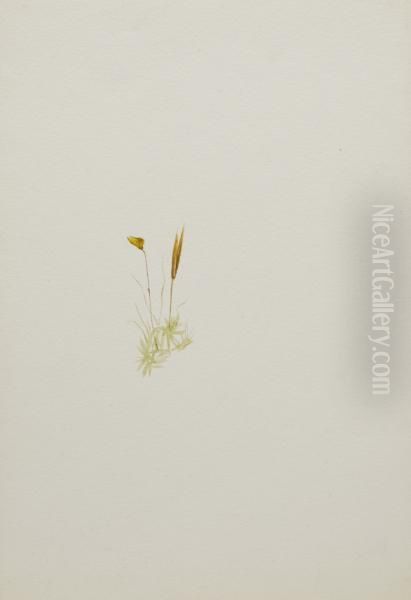 (Untitled--Flower Study) 1970.355.744_1 - view 1