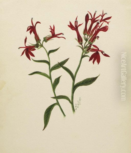 (Untitled--Flower Study) - view 1