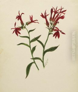(Untitled--Flower Study) by Mary Vaux Walcott