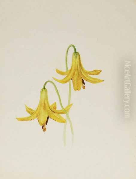 (Untitled--Flower Study) - view 1