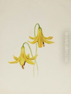 (Untitled--Flower Study) by Mary Vaux Walcott