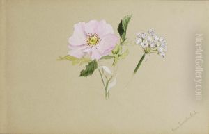 (Untitled--Flower Study) by Mary Vaux Walcott