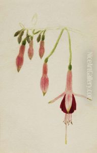 (Untitled--Flower Study) by Mary Vaux Walcott