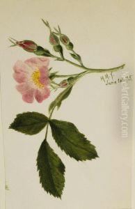 Pink Rose