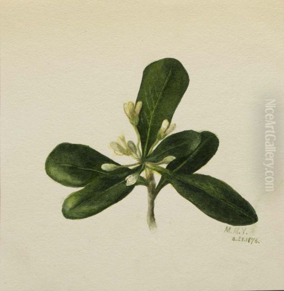 (Untitled--Flower Study) - view 1