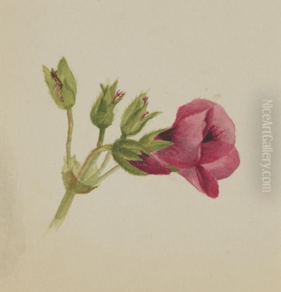 (Untitled--Flower Study) 1970.355.799_2 - view 1