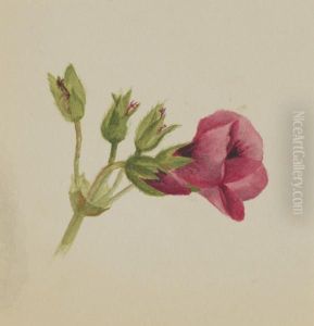 (Untitled--Flower Study) 1970.355.799_2 by Mary Vaux Walcott
