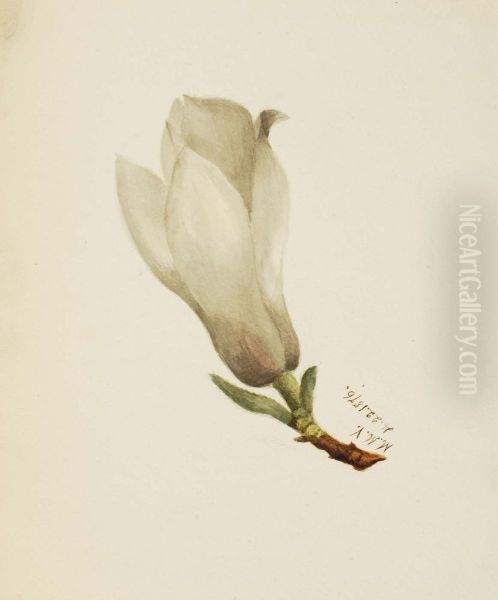 (Untitled--Flower Study) - view 1