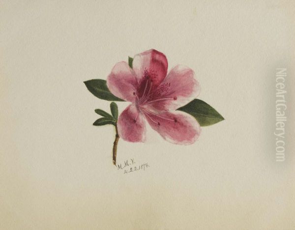 (Untitled--Flower Study) - view 1