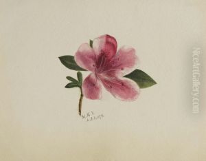 (Untitled--Flower Study) by Mary Vaux Walcott
