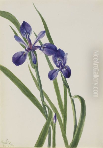 Iris (Iris species) - view 1